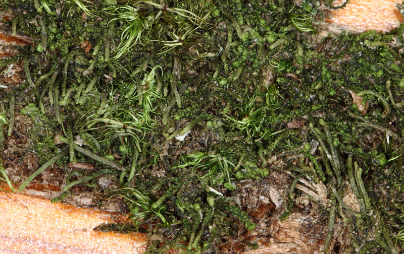 Neoorthocaulis attenuatus